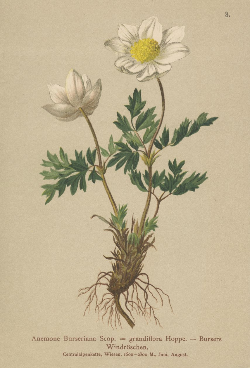 Anemone di Burser (Anemone Burseriana, Anemone grandiflora) da German School