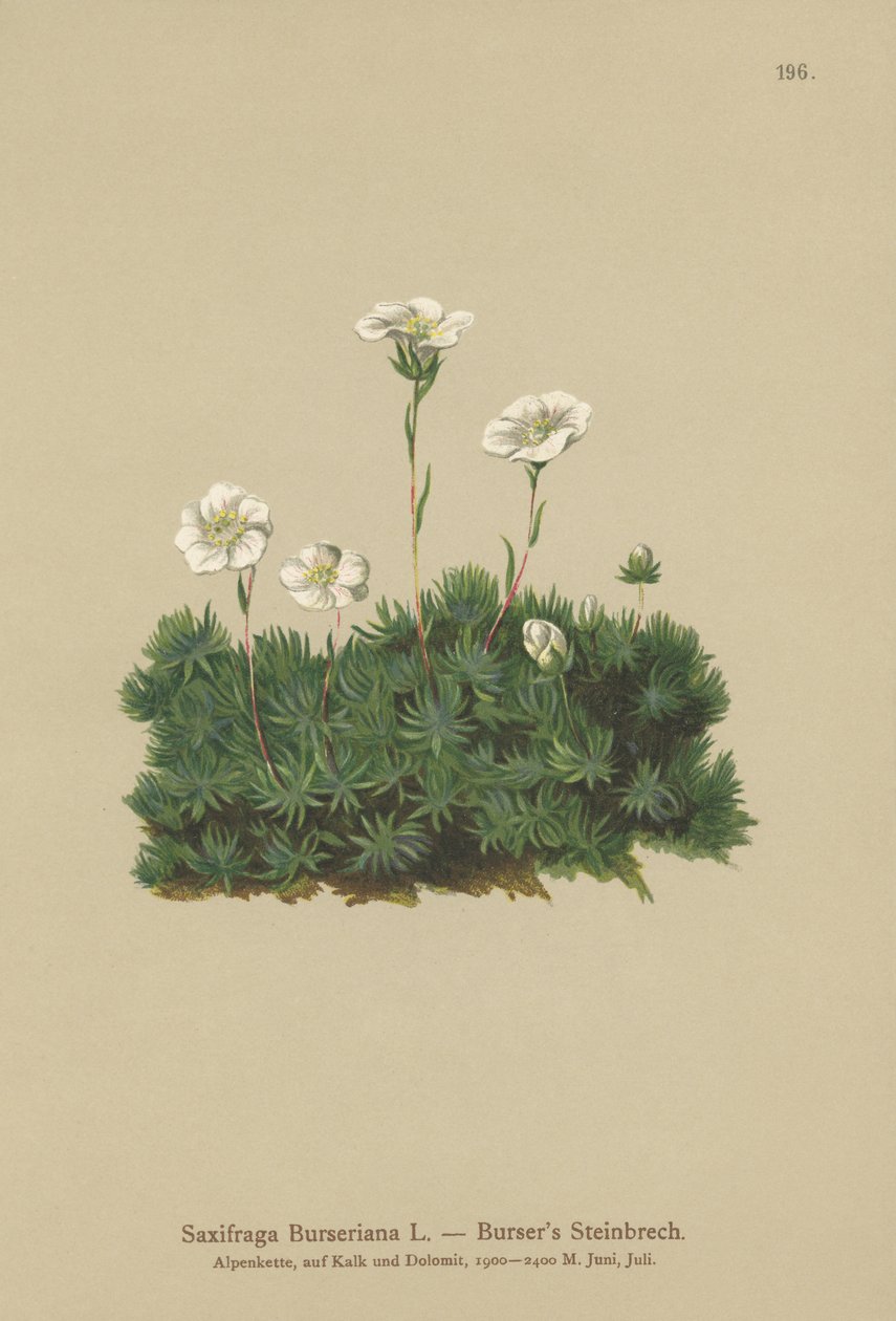 Sassifraga di Burser (Saxifraga Burseriana) da German School