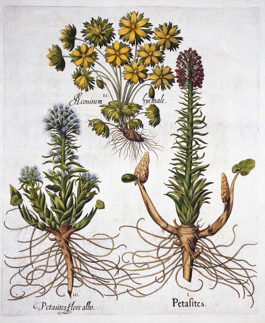 Farfaraccio e aconito invernale, da Hortus Eystettensis, di Basil Besler, pub. 1613 da German School