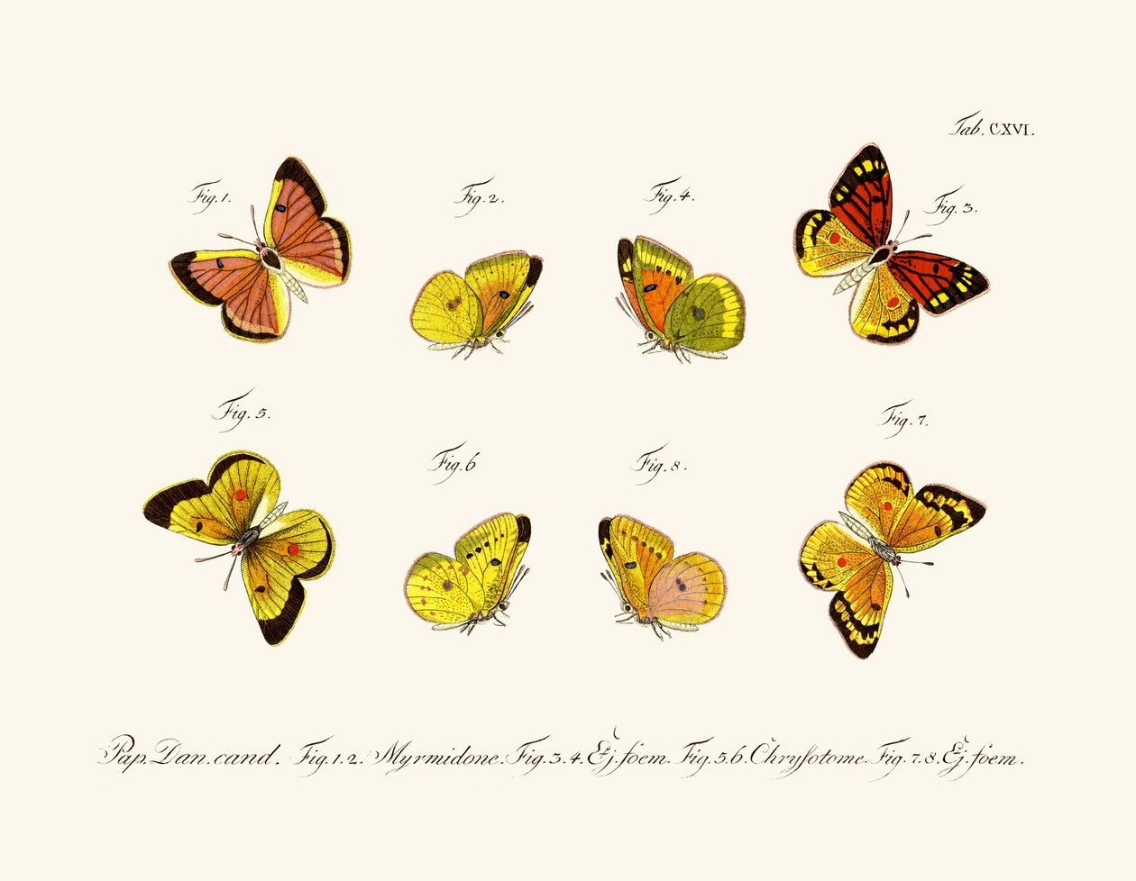 Farfalle da German School