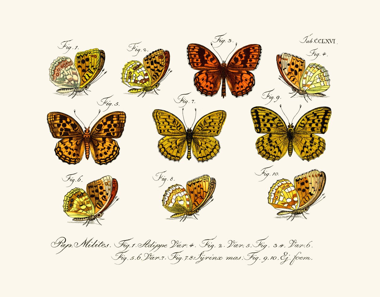 Farfalle da German School