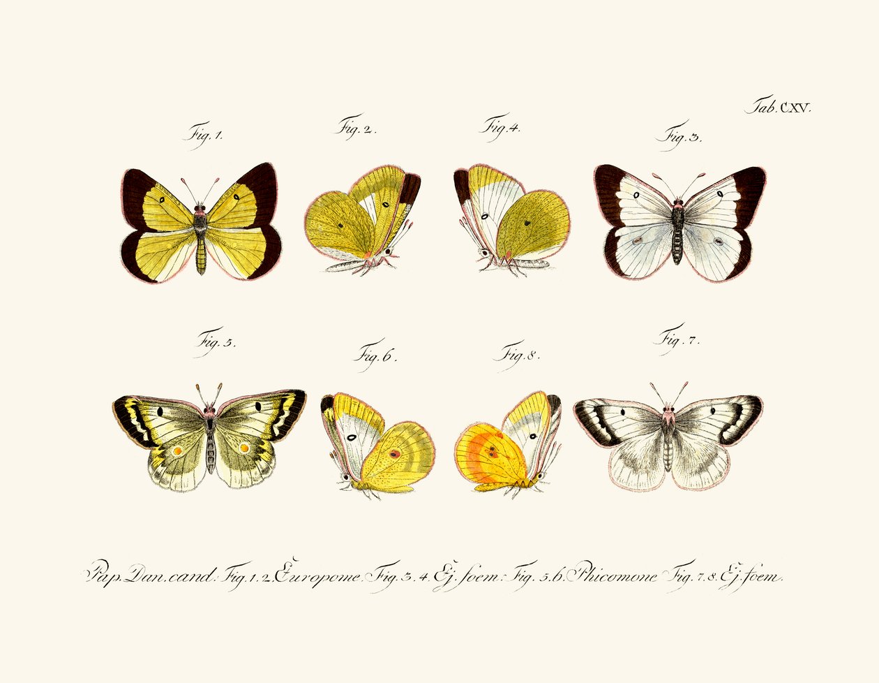 Farfalle da German School