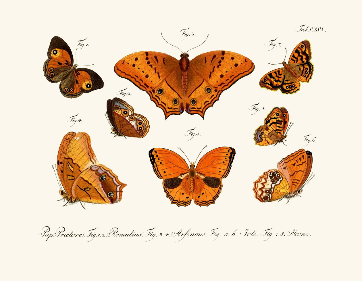 Farfalle da German School