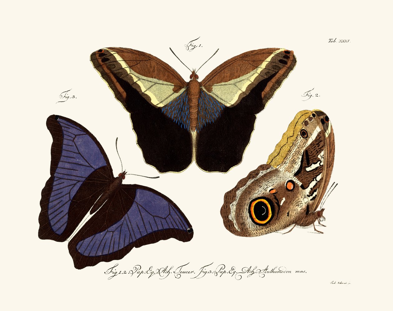 Farfalle, 1783-1806 da German School