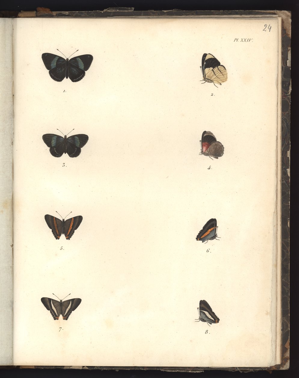 Farfalle, Pl. XXIV, illustrazione da Recueil d