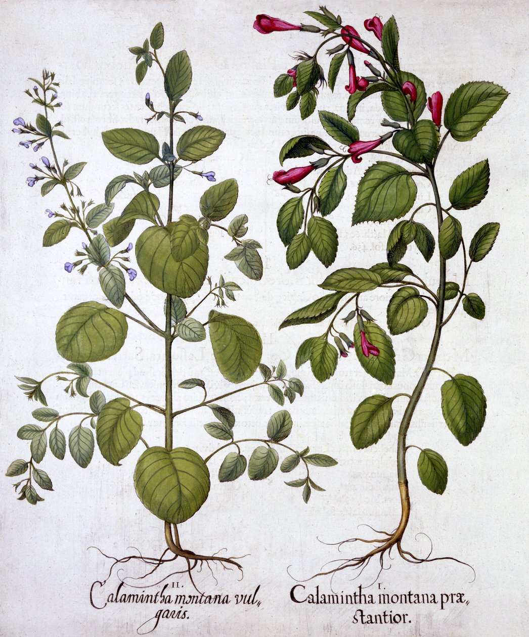 Calaminta, da Hortus Eystettensis, di Basil Besler, pub. 1613 da German School