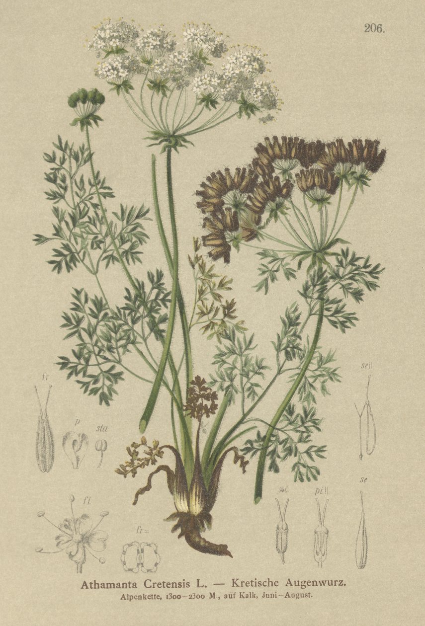 Carota candita (Athamanta Cretensis) da German School