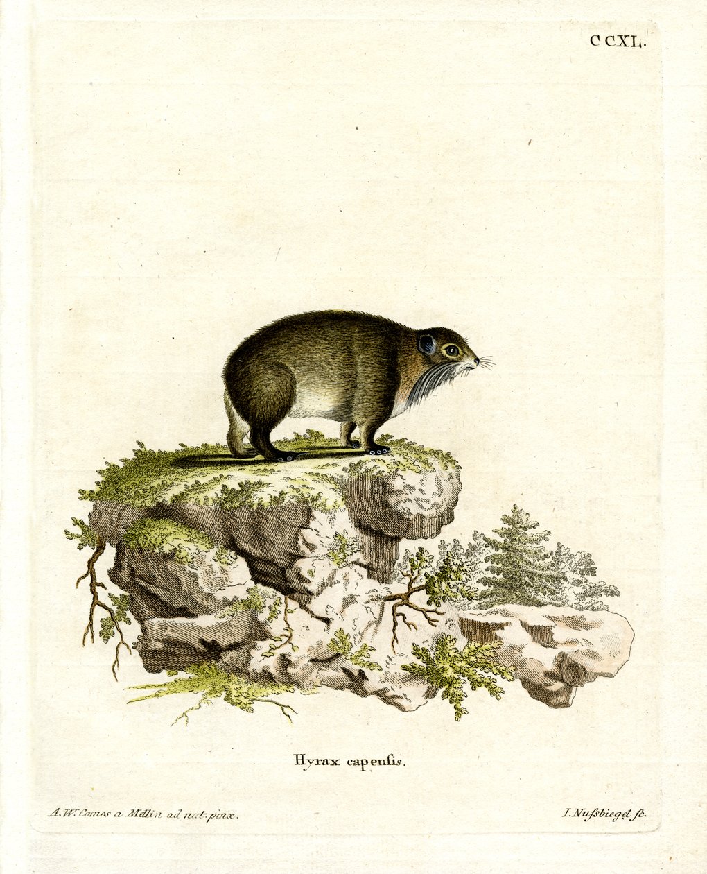 Procavia del Capo da German School