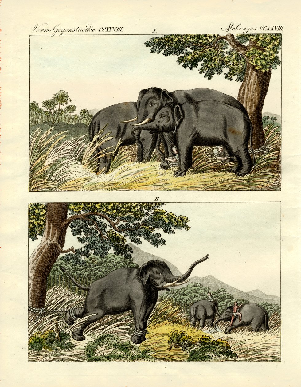 Cattura di elefanti con elefante esca da German School