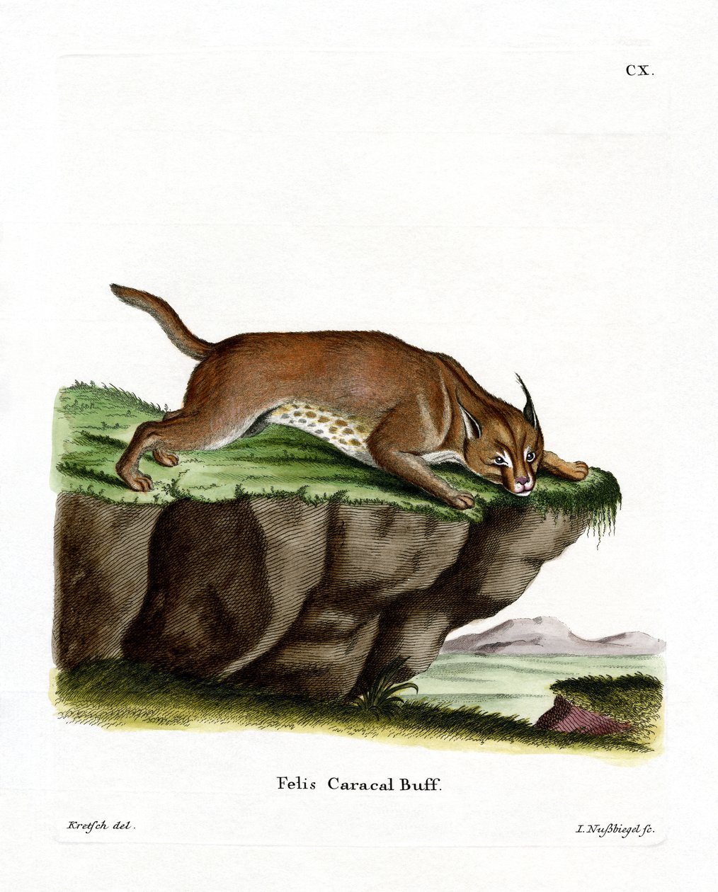 Caracal da German School