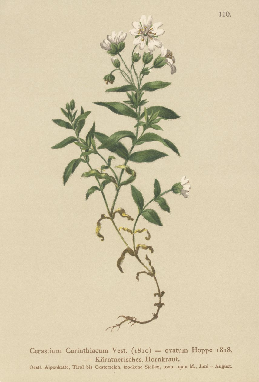 Orecchio di topo carinziano (Cerastium carinthiacum, Cerastium ovatum) da German School