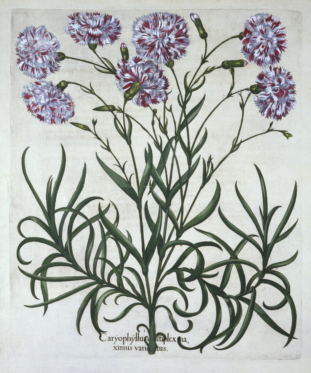 Garofano, da Hortus Eystettensis, di Basil Besler, pub. 1613 da German School