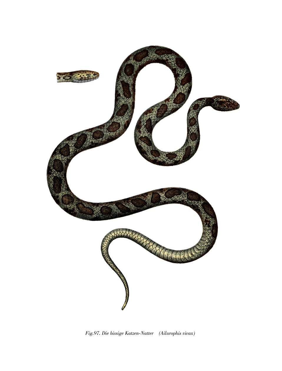 Serpente gatto da German School