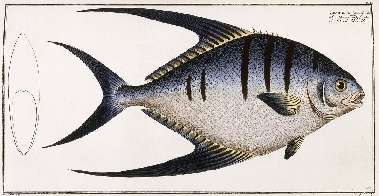 Chaetodon Glaucus, 1785-1788 da German School