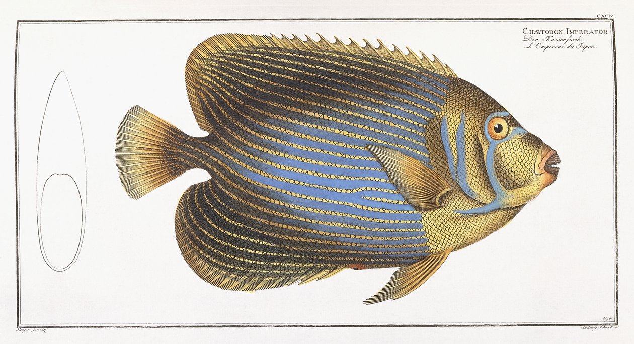 Chaetodon Imperator da German School
