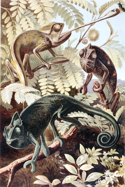 Camaleonte, tavola da 