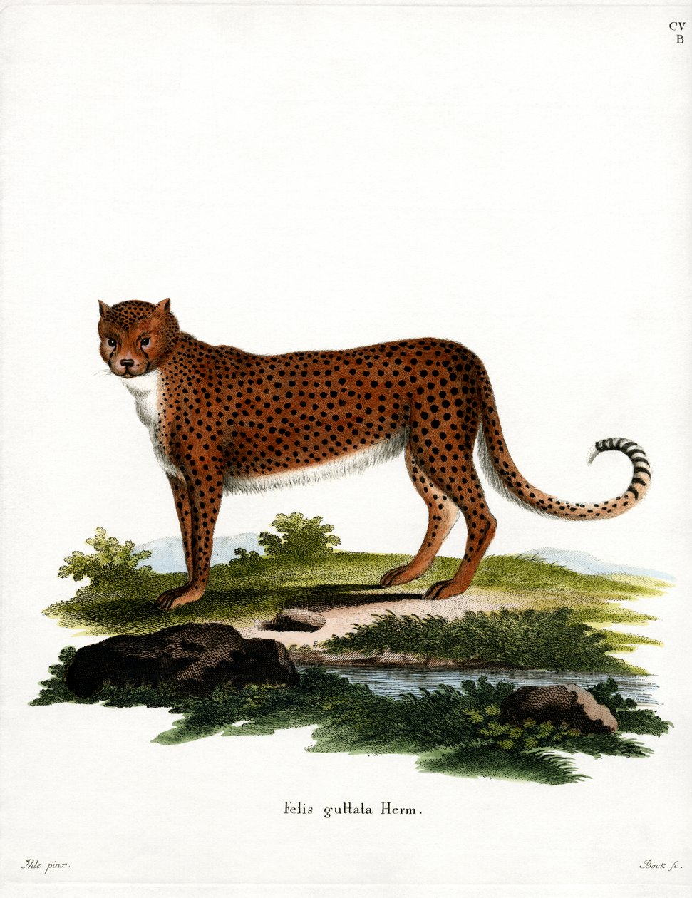 Ghepardo da German School