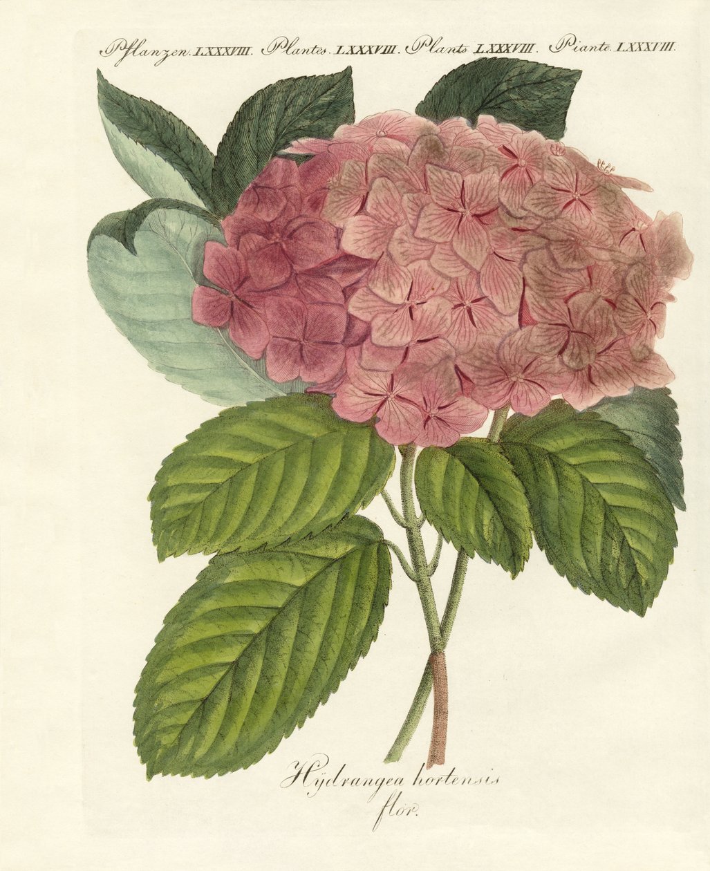 Fiori cinesi da German School