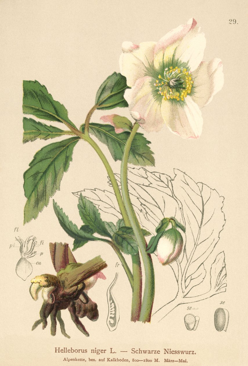 Rosa di Natale (Helleborus niger) da German School