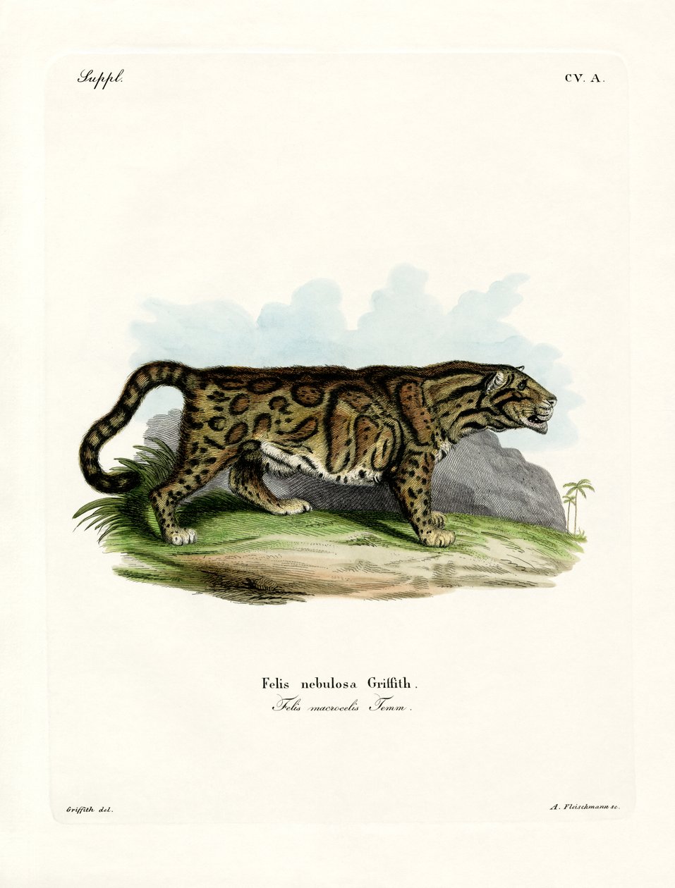Leopardo nebuloso da German School