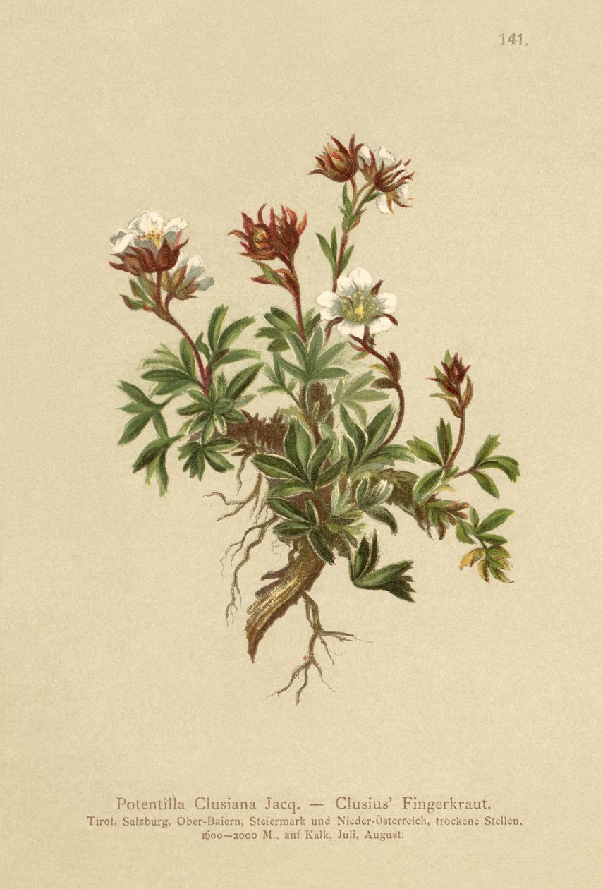 Cinquefoil di Clusius (Potentilla clusiana) da German School