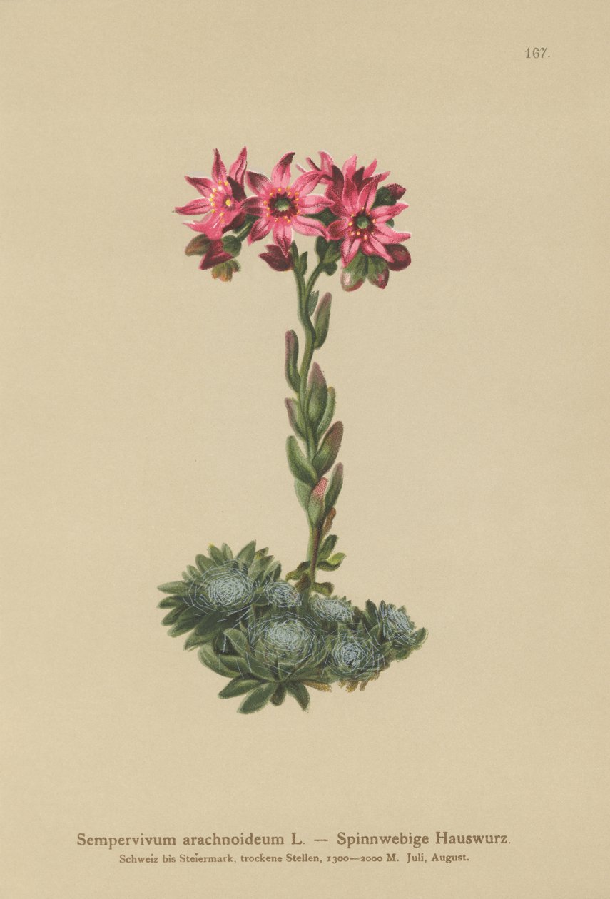 Semprevivo ragnateloso (Sempervivum arachnoideum, Sedum arachnoideum, Sempervivum sanguineum) da German School