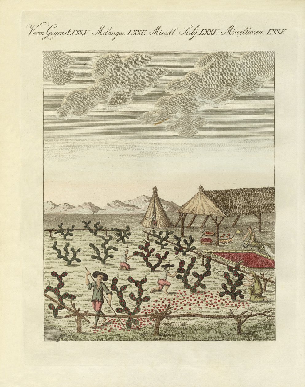 Raccolta di cocciniglie da German School