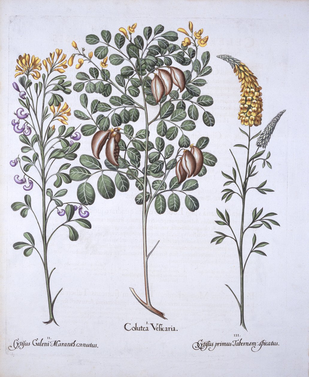 Albero di Colutea e varietà di Cytisus, da Hortus Eystettensis, di Basil Besler, pub. 1613 da German School