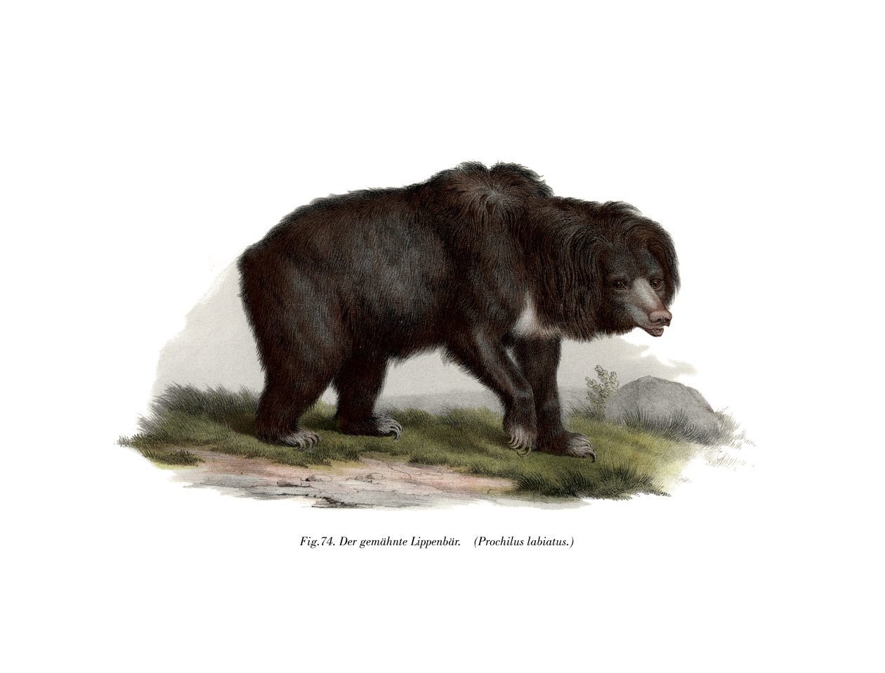 Orso bradipo indiano comune, 1860 da German School
