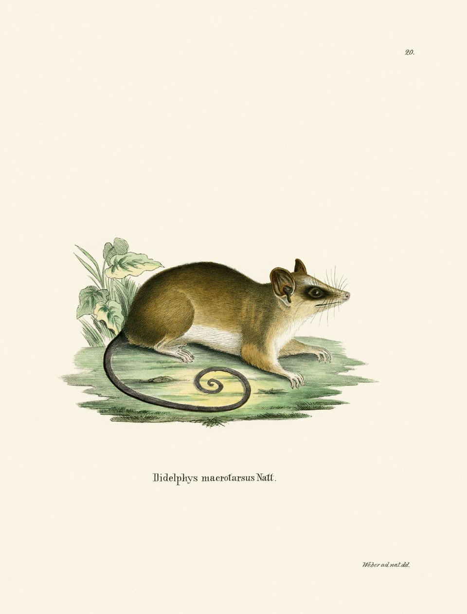 Opossum comune da German School