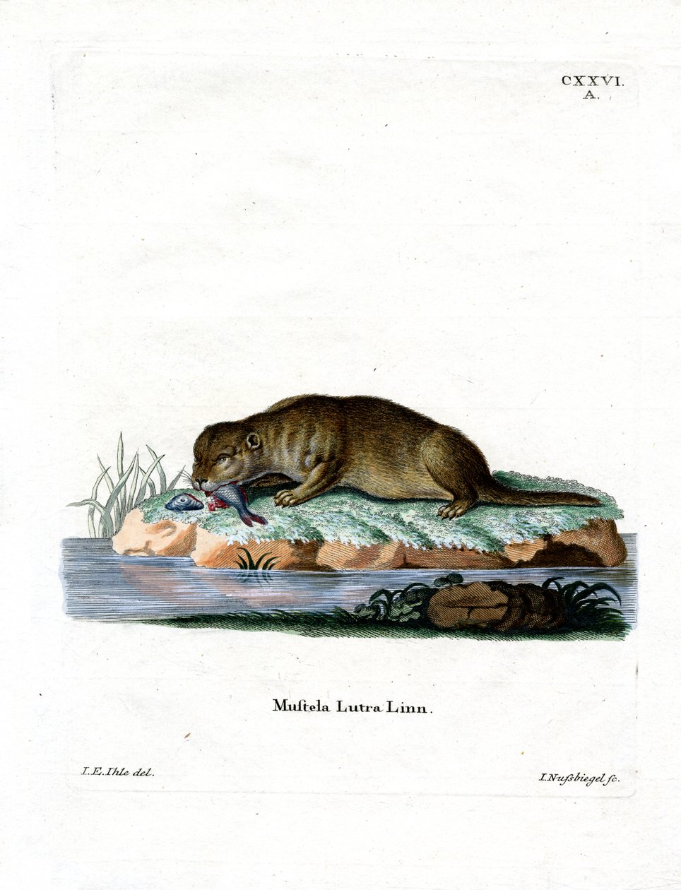 Lontra comune da German School
