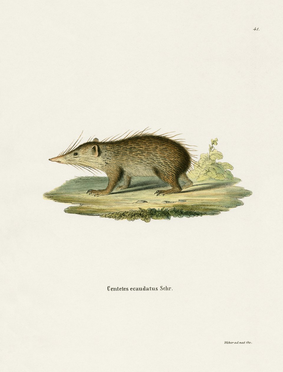 Tenrec comune da German School