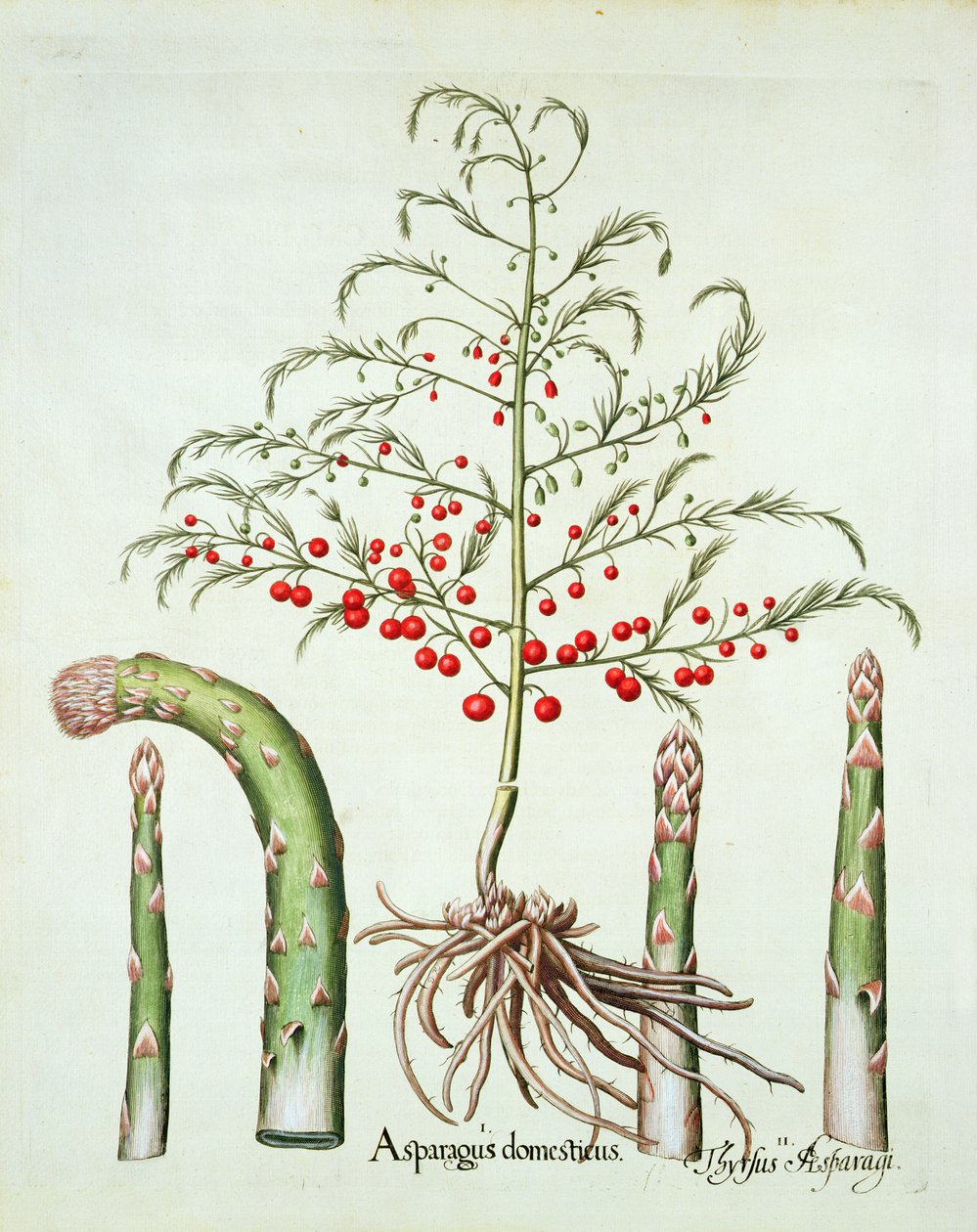 Asparago comune in fiore e frutto, da Hortus Eystettensis di Basil Besler, pub. 1613 da German School