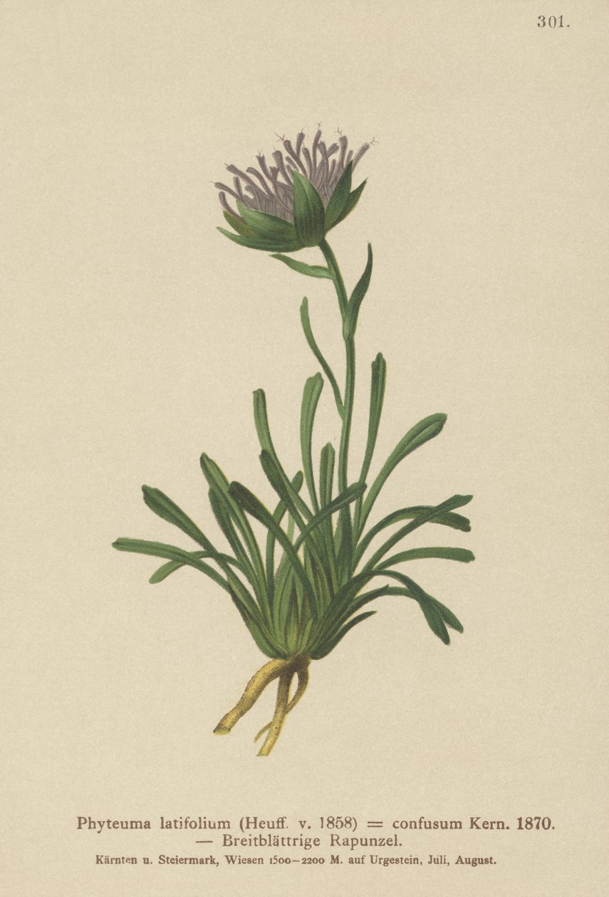Raponzolo confuso (Phyteuma confusum, Phyteuma latifolium, Phyteuma hemisphaericum ssp. confusum, Phyteuma nanum) da German School