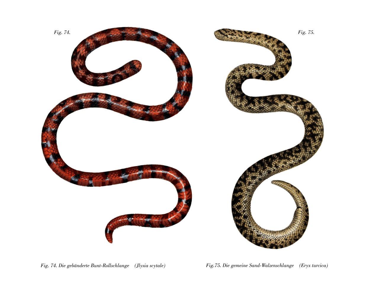 Serpente cilindrico corallino da German School