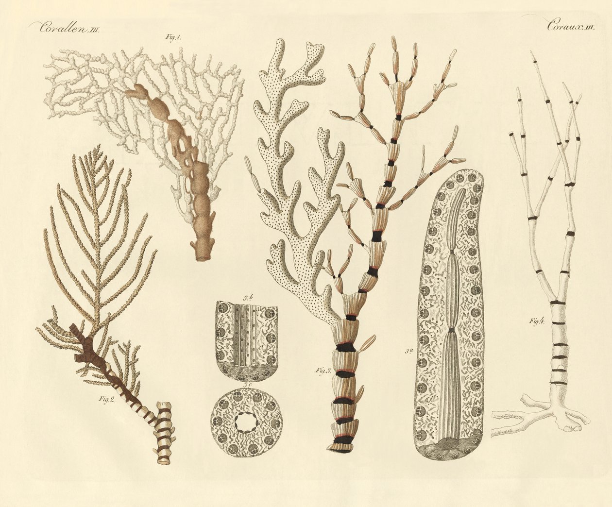 Polipi di corallo da German School