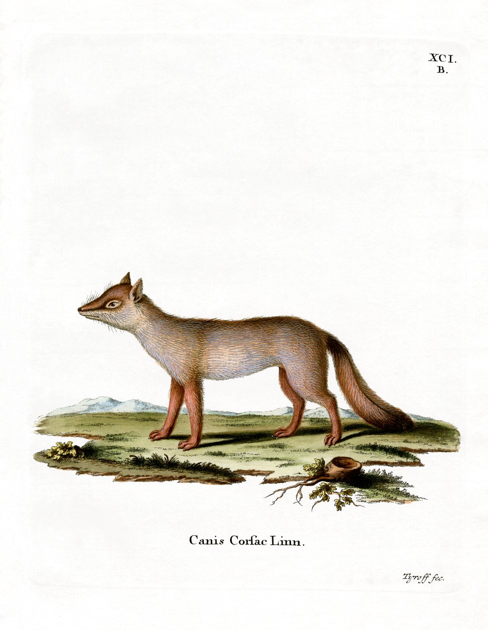 Volpe Corsac da German School