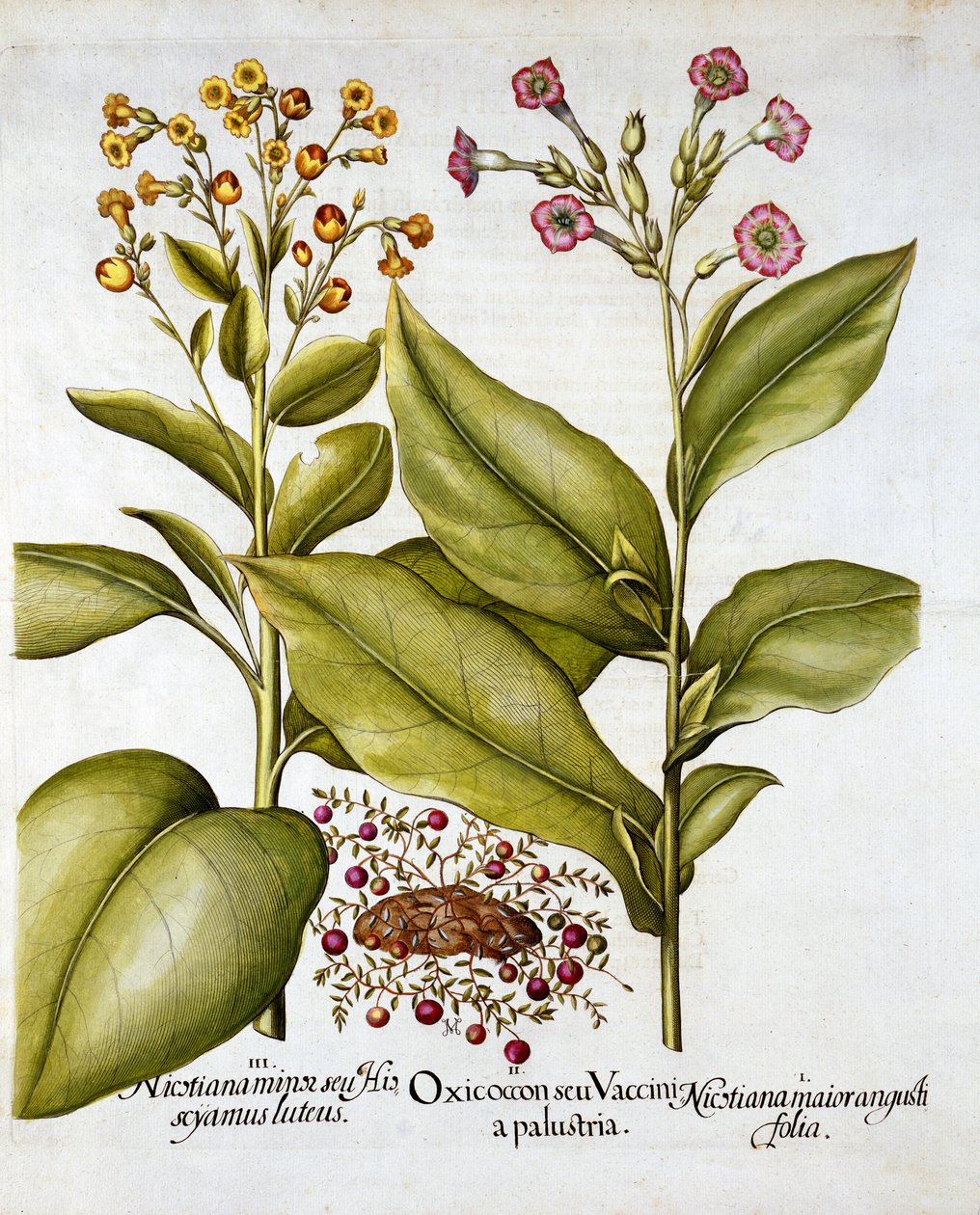 Mirtillo rosso e tabacco fiorito, da Hortus Eystettensis, di Basil Besler, pub. 1613 da German School