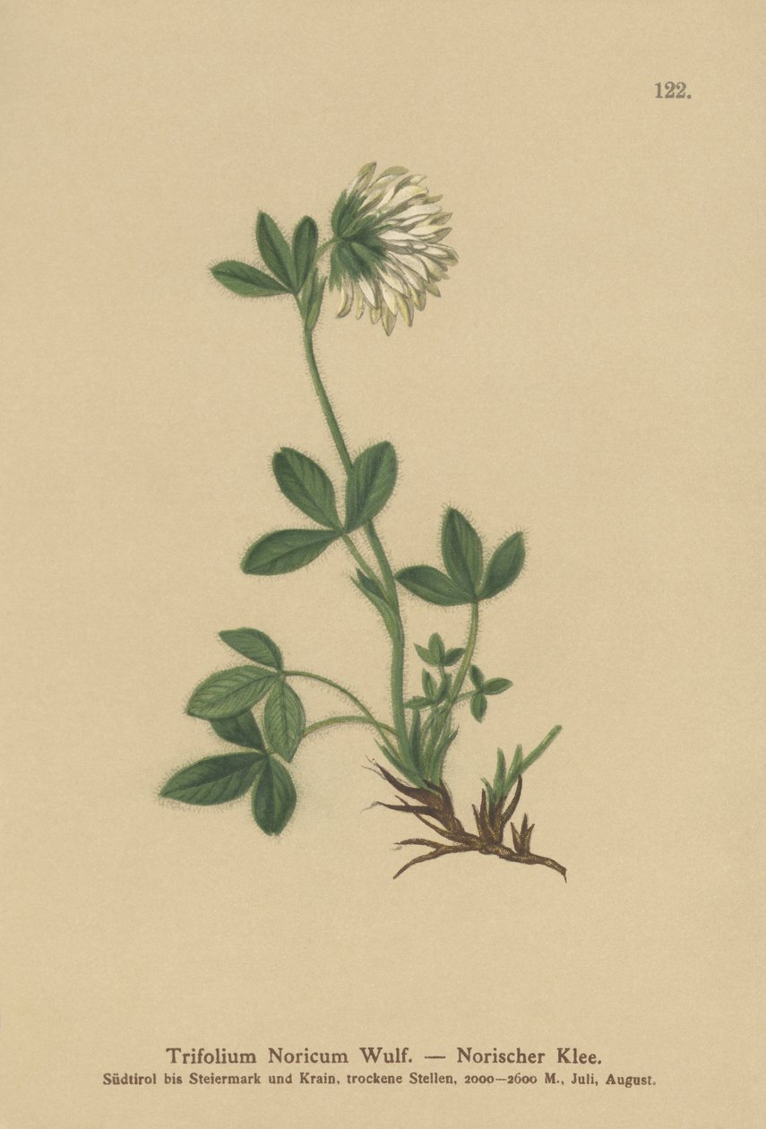 Trifoglio norico (Trifolium noricum) da German School