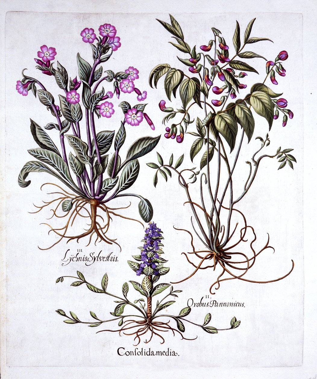 Bugola strisciante, veccia primaverile e silene dioica, da Hortus Eystettensis, di Basil Besler, pub. 1613 da German School