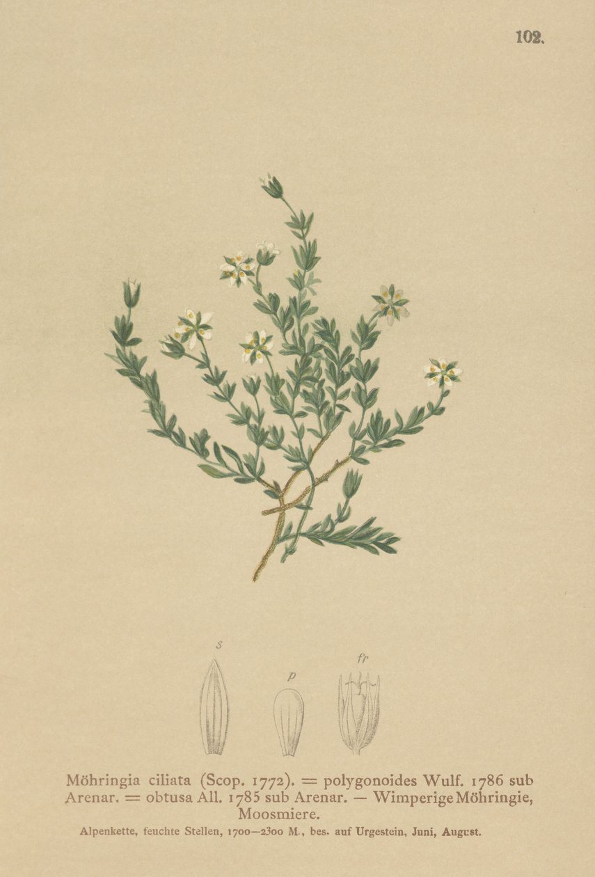 Moehringia ciliata da German School
