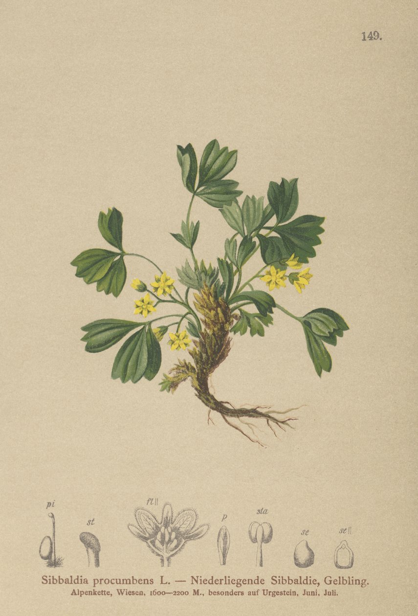 Sibbaldia strisciante (Sibbaldia procumbens) da German School