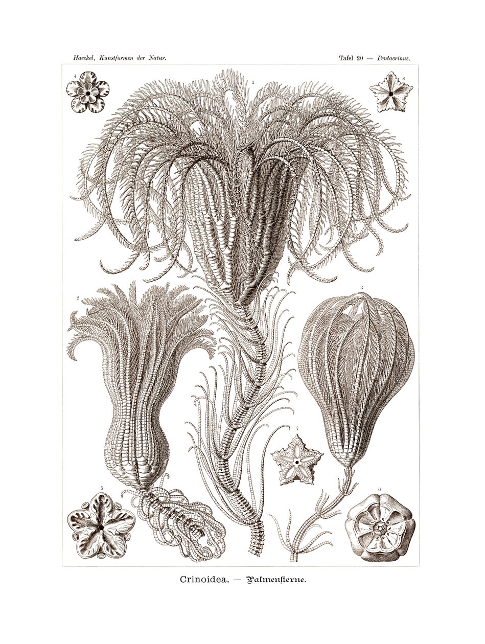 Crinoidi da German School
