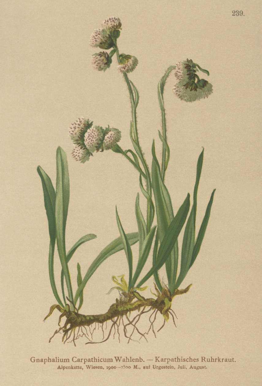Gnaphalium carpatico da German School