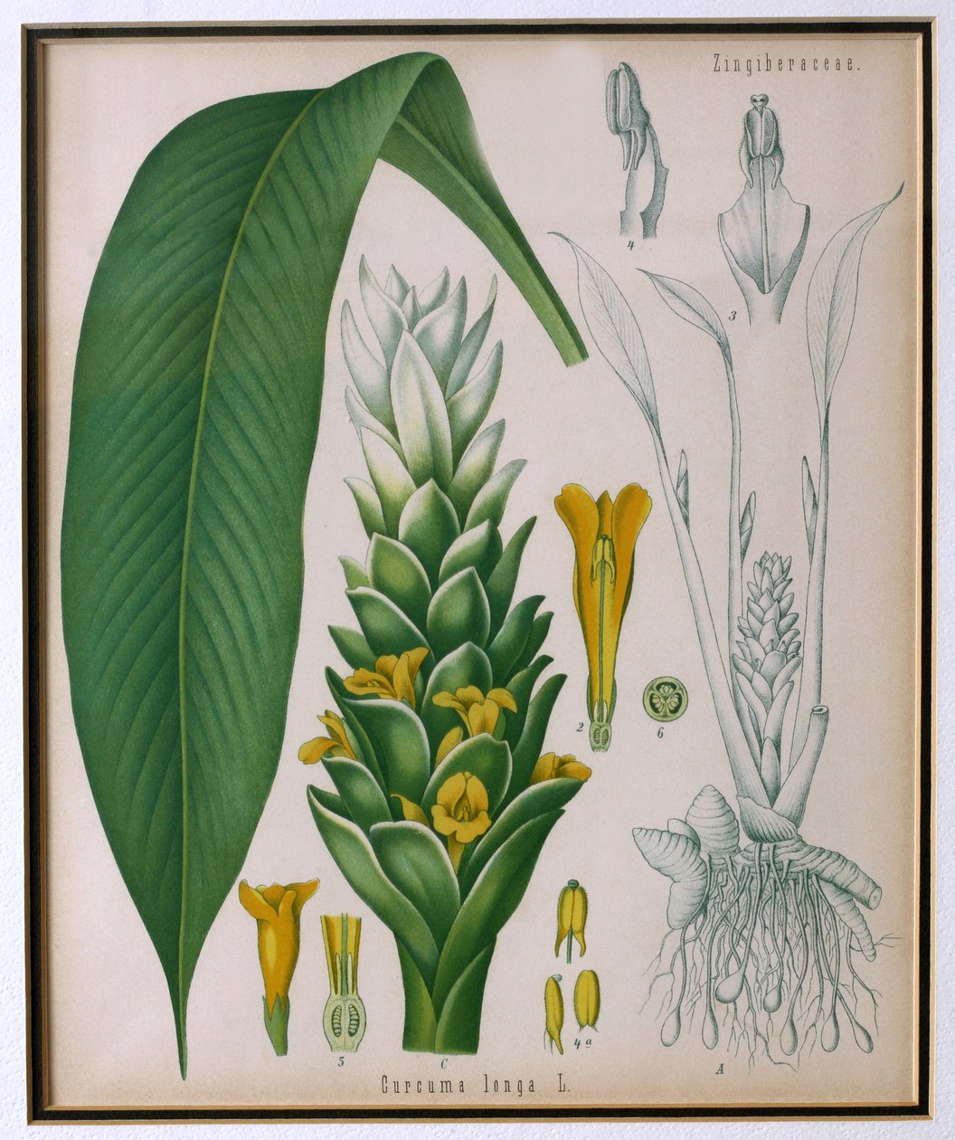 Curcuma longa (curcuma) da Piante Medicinali di Kohler di Franz Eugen Kohler da German School