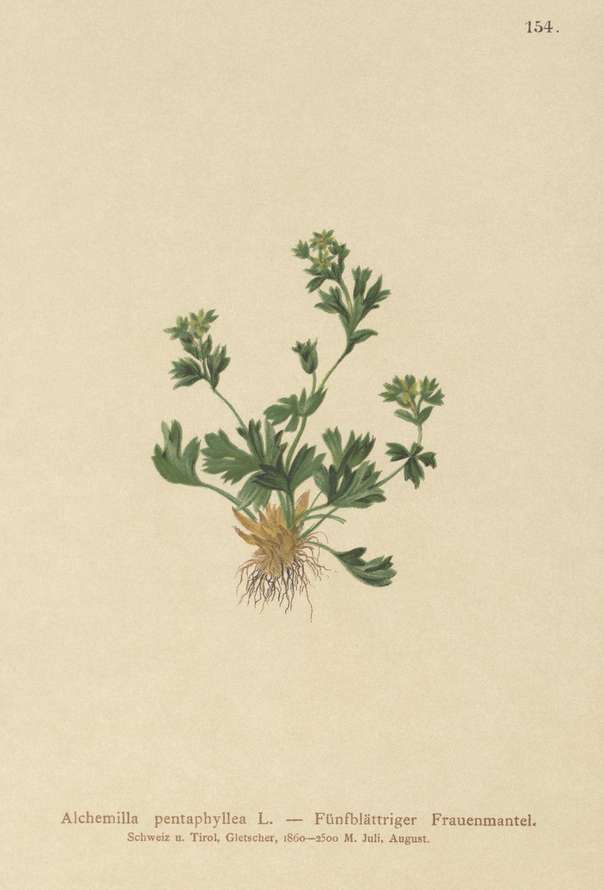 Mantello della signora a foglie tagliate (Alchemilla pentaphyllea) da German School