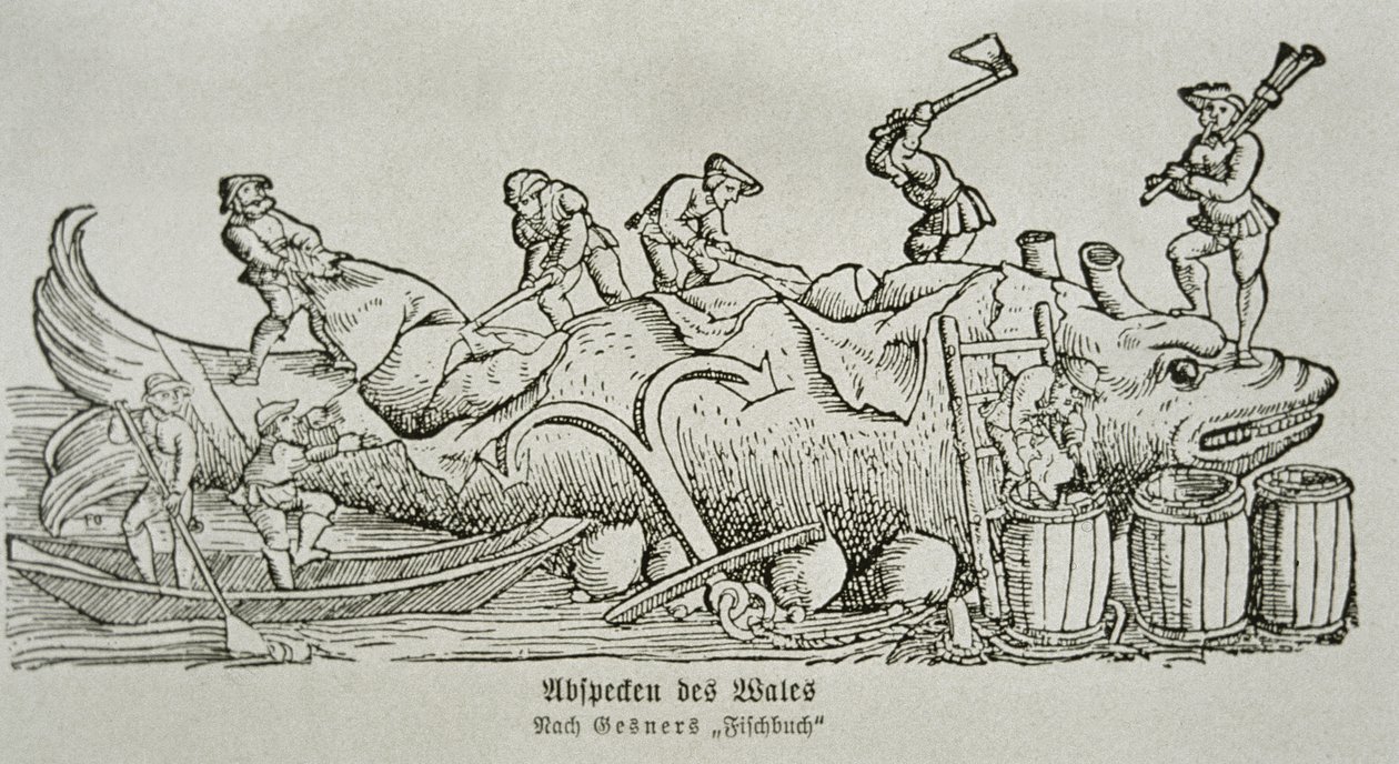 Taglio di una balena (xilografia) da German School