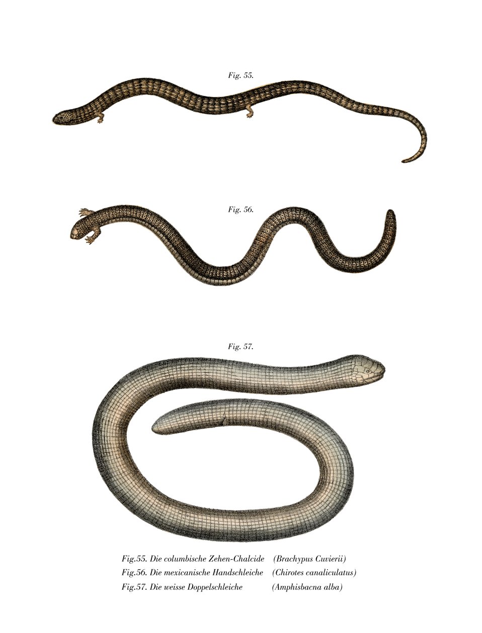 Bachia di Cuvier da German School