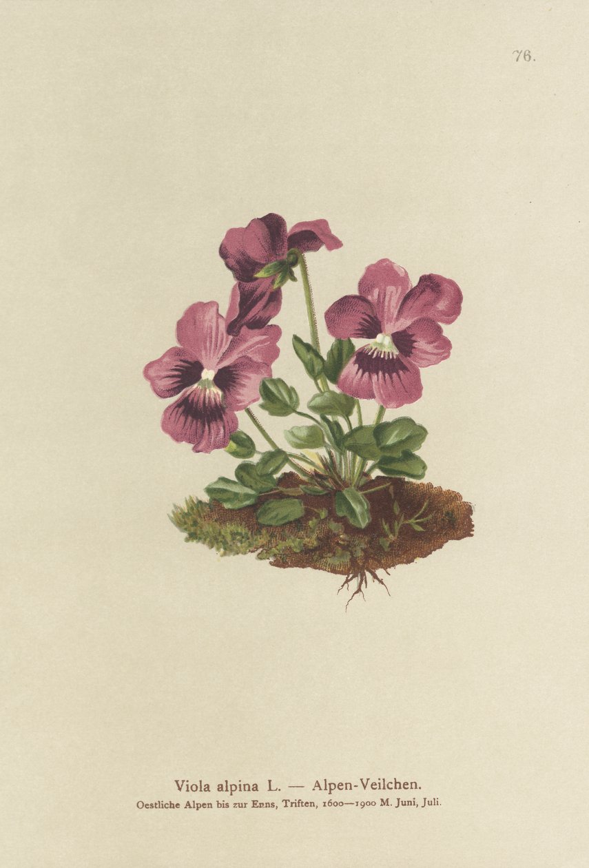 Viola alpina da German School