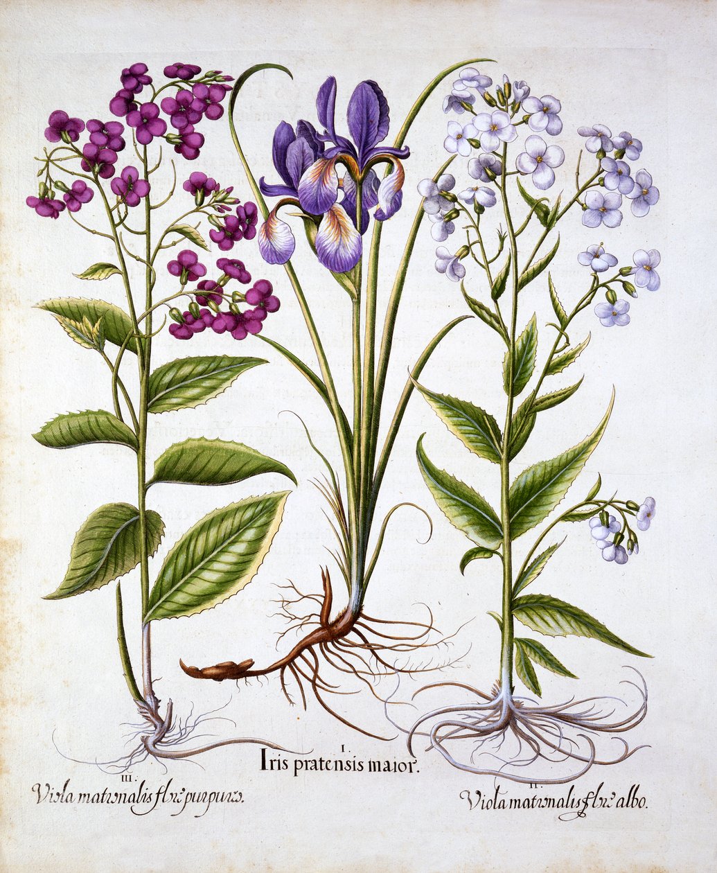 Violaciocca e iris di campo, da Hortus Eystettensis, di Basil Besler, pub. 1613 da German School
